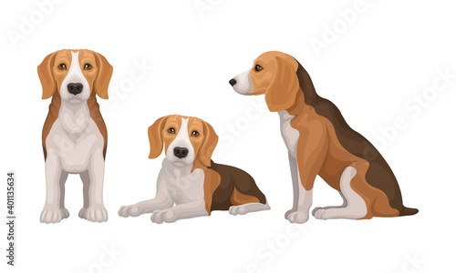 Various Poses of Dog Beagle as Small Hound Breed Vector Set