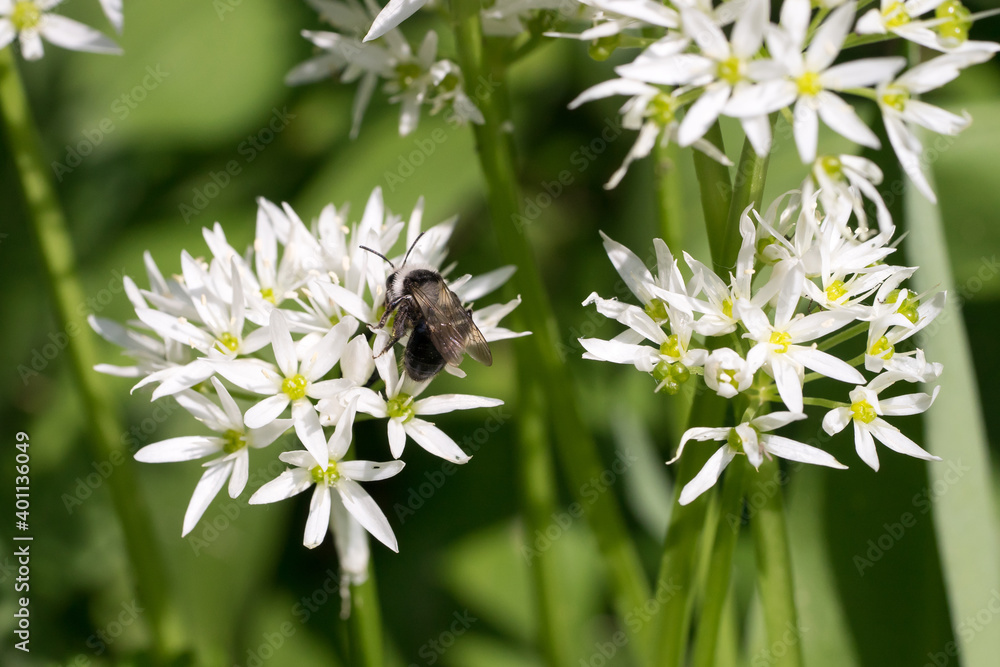 Obraz premium Closeup of an Ashy Mining Bee (Andrena cineraria) on wild garlic flowers (Allium ursinum)