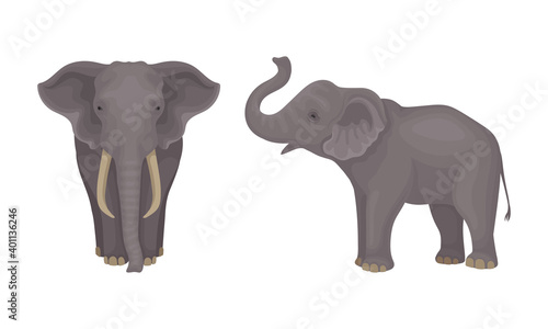 African Elephant with Grey Skin and Trunk in Different Poses Vector Set