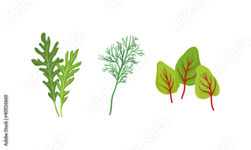 Aromatic Herbs with Dill for Flavoring and Garnishing Food Vector Set