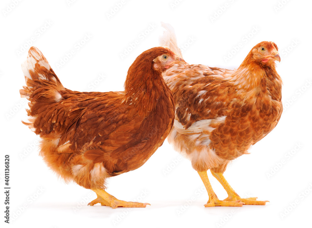 Fototapeta premium Two brown hens.