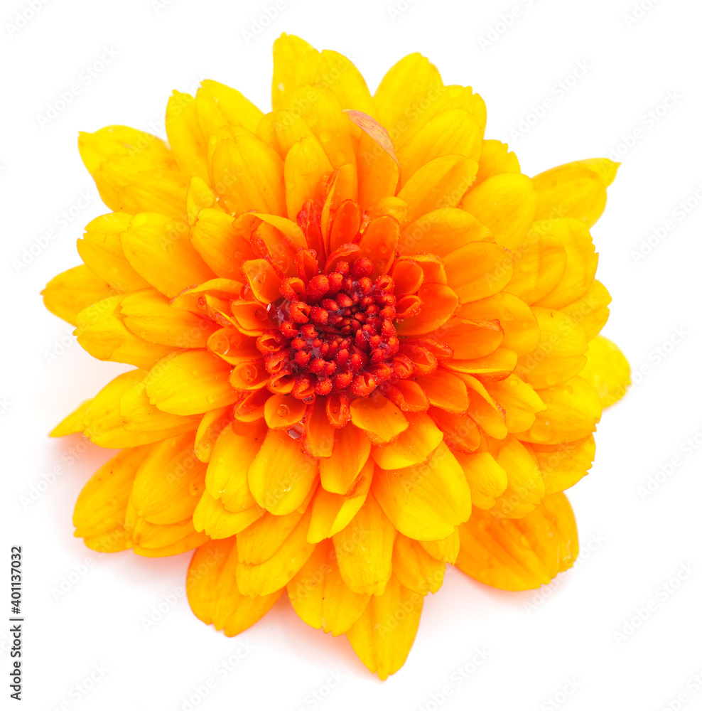 Flowers of chrysanthemum. Flowers of chrysanthemum.