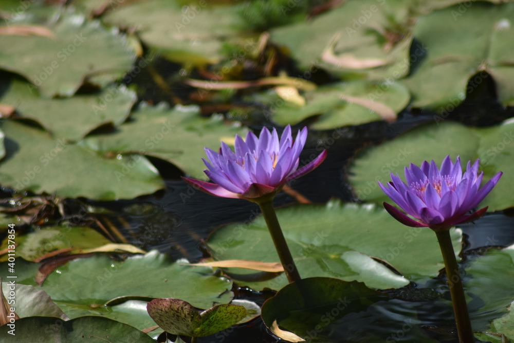 purple water lily purple water lily