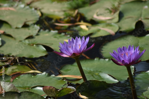purple  water lily