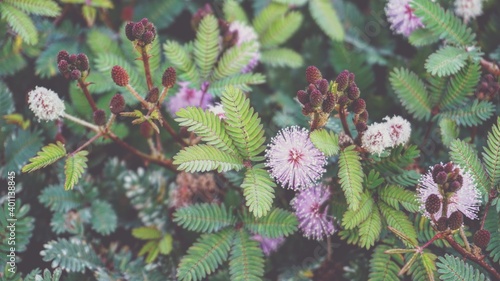 photo of artistic sensitive plants in the forest