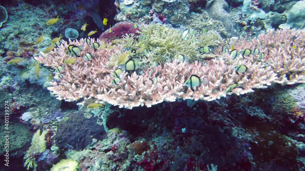 Tropical fishes and coral reef at diving. Beautiful underwater world with corals and fish. Leyte, Philippines. Tropical fishes and coral reef at diving. Beautiful underwater world with corals and fish. Leyte, Philippines.