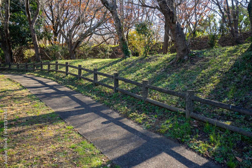 冬木立が目立つ爽やかな公園風景 冬木立が目立つ爽やかな公園風景