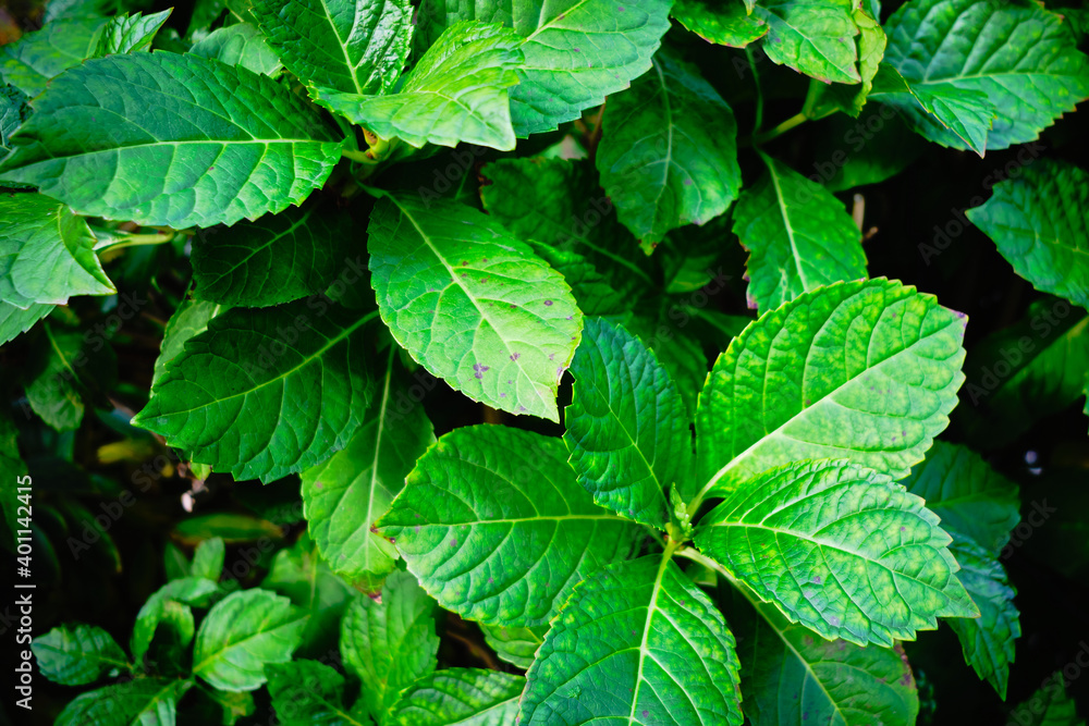 Detail Shot of Decorative Green Plants
Detail Shot of Decorative Green Plants