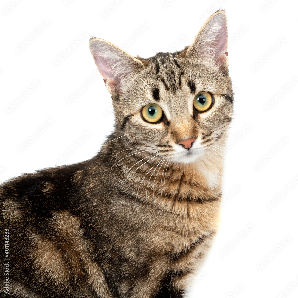 Portrait tabby cat isolated on white background.