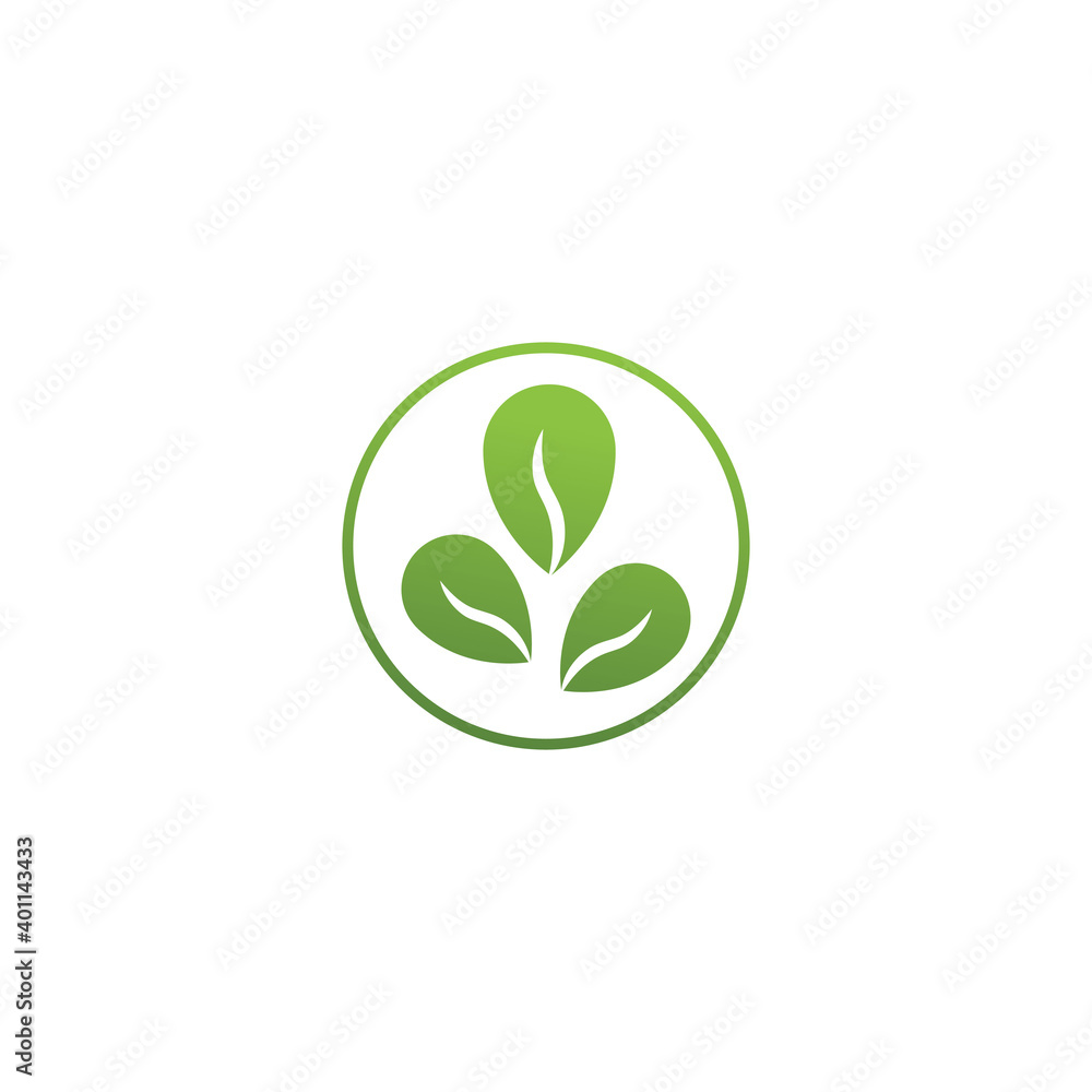 Moringa leaf Logo Template vector Moringa leaf Logo Template vector