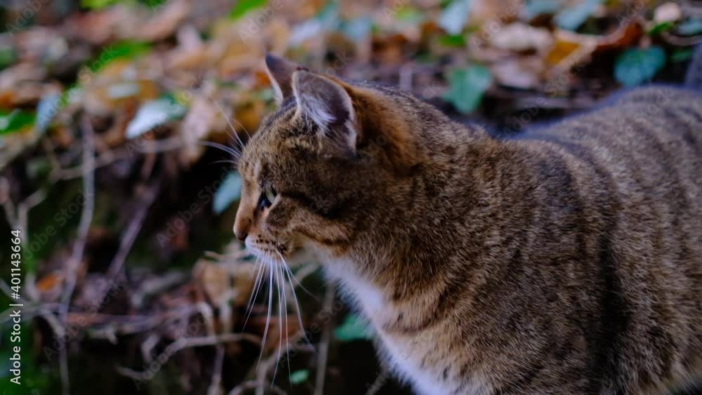 tabby cat in the forest. Cute cat tabby cat in the forest. Cute cat