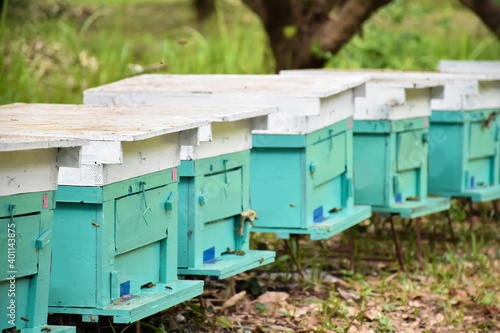Row of wooden boxes or hive for beekeeping under the longan trees. Selective focus. © Sophon_Nawit