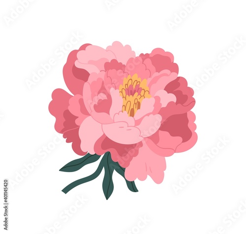 Beautiful pink japanese peony vector flat illustration. Blooming plant isolated on white. Romantic spring or summer garden flower with bud, stem and leaves. Botanical floristic decoration element