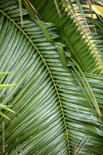 close-up of a green palm tree leaf