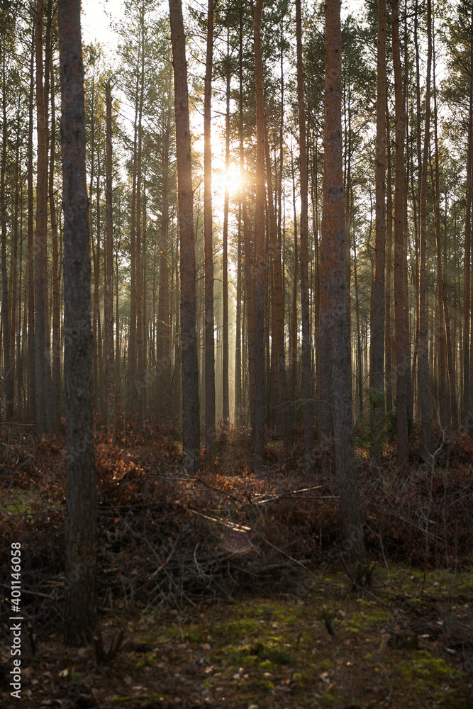 Pine forest covered of green grass and green moss. Mystic atmosphere Pine forest covered of green grass and green moss. Mystic atmosphere