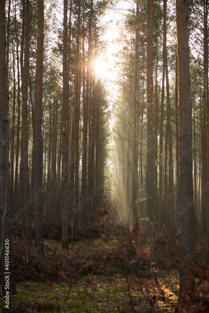 Fototapeta premium Pine forest covered of green grass and green moss. Mystic atmosphere