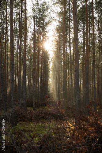 Pine forest covered of green grass and green moss. Mystic atmosphere