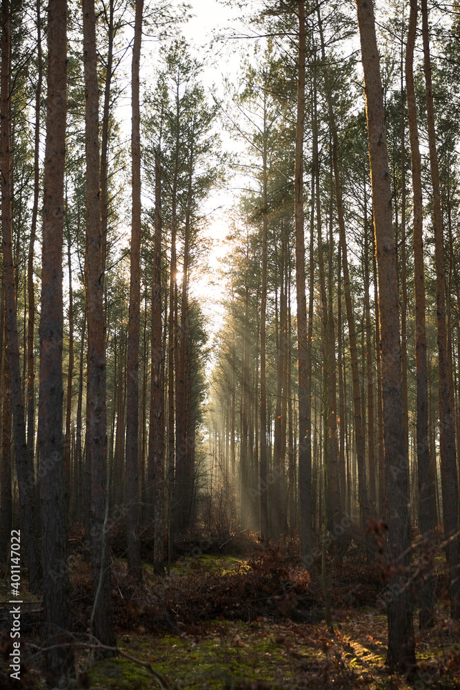 Fototapeta premium Pine forest covered of green grass and green moss. Mystic atmosphere