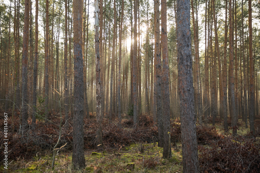 Pine forest covered of green grass and green moss. Mystic atmosphere Pine forest covered of green grass and green moss. Mystic atmosphere