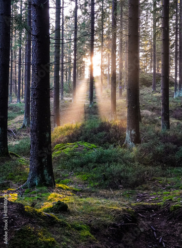 Fototapeta Naklejka Na Ścianę i Meble -  Sonnenstrahlen im Wald mit Nebel im Herbst 