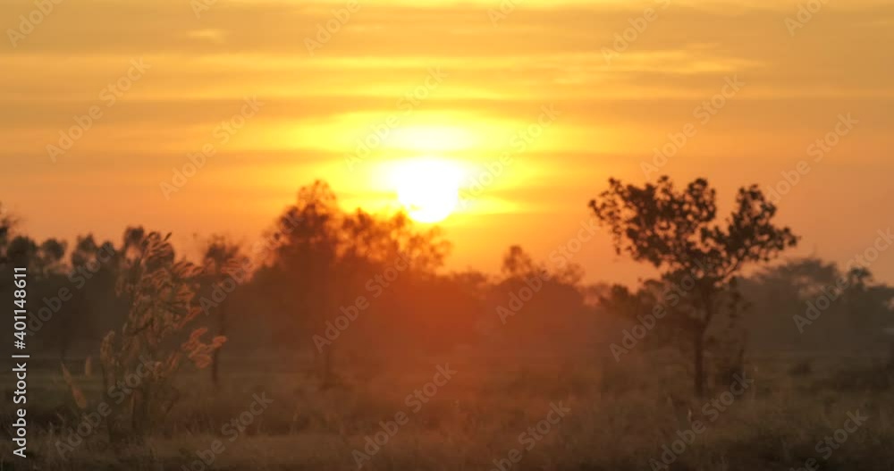 The silhouette of the trees against the beautiful sunset of the countryside The silhouette of the trees against the beautiful sunset of the countryside