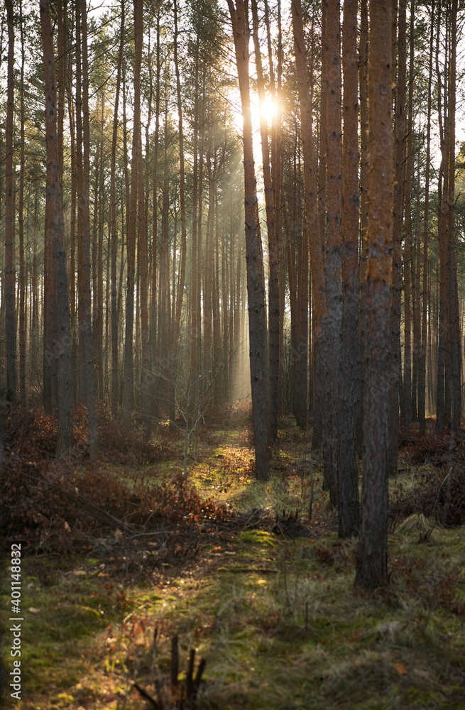 Fototapeta premium Pine forest covered of green grass and green moss. Mystic atmosphere