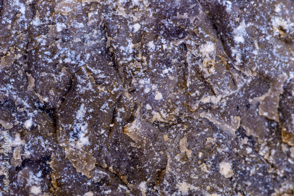 limestone of the the German querry of Medenbach limestone of the the German querry of Medenbach