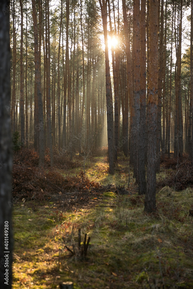 Fototapeta premium Pine forest covered of green grass and green moss. Mystic atmosphere