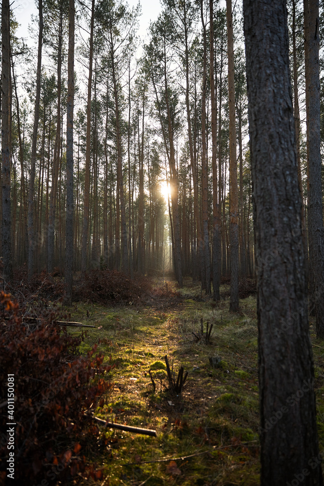Obraz premium Pine forest covered of green grass and green moss. Mystic atmosphere