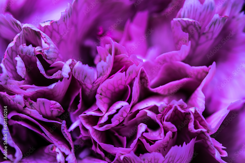 Obraz premium Abstract floral background, purple carnation flower petals. Macro flowers backdrop for holiday brand design