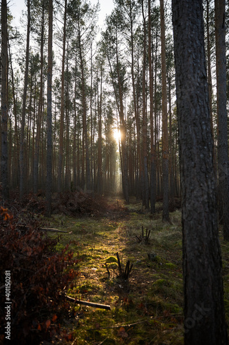 Wallpaper Mural Pine forest covered of green grass and green moss. Mystic atmosphere Torontodigital.ca