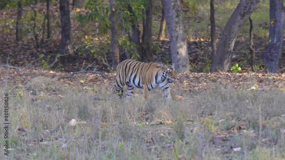 A tiger walking in a forest in Kanha National Park A tiger walking in a forest in Kanha National Park