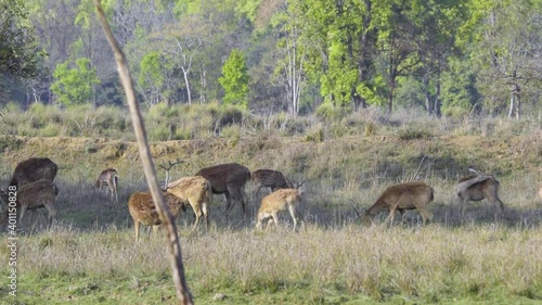 Swamp deers grazing in an open field in Kanha National Park photo