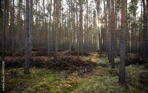 Pine forest covered of green grass and green moss. Mystic atmosphere