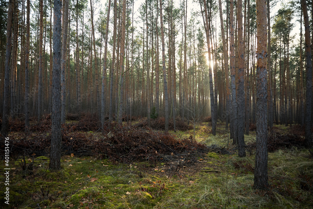 Obraz premium Pine forest covered of green grass and green moss. Mystic atmosphere