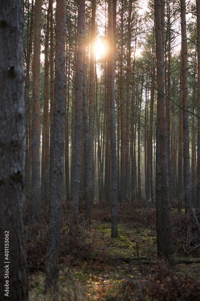 Pine forest covered of green grass and green moss. Mystic atmosphere Pine forest covered of green grass and green moss. Mystic atmosphere