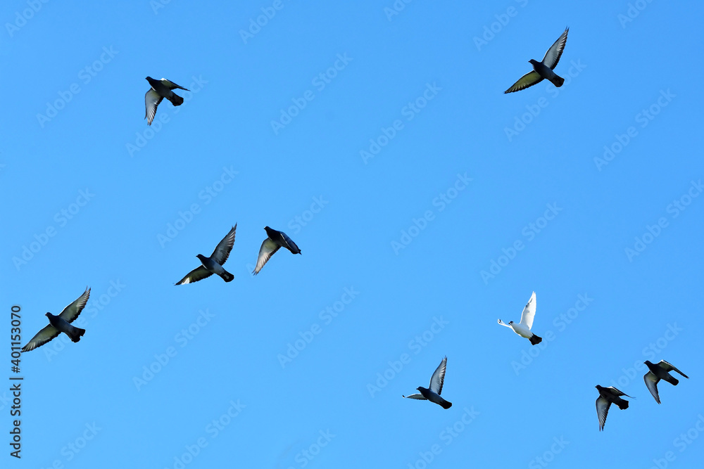 Tauben im Flug vor blauem Himmel