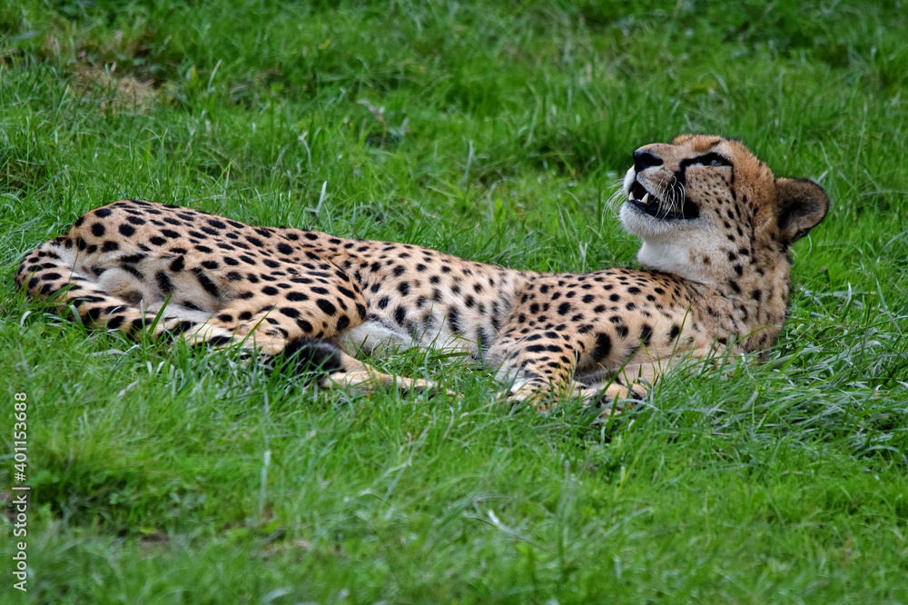 Der Gepard liegt relaxed in der Wiese Der Gepard liegt relaxed in der Wiese