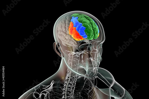 Photos Human brain with highlighted frontal gyri