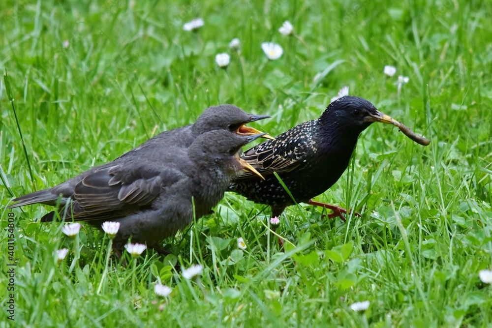 Der hungrige Starnachwuchs lechzt nach dem Regenwurm im Schnabel des Elternteils (Nahaufnahme)