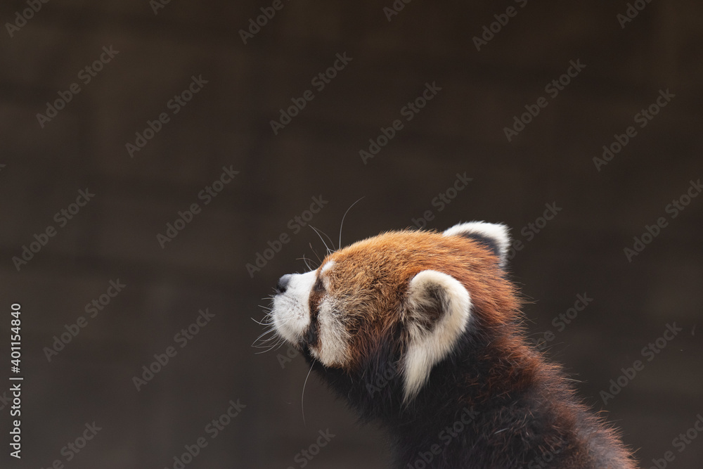 Fototapeta premium 可愛いレッサーパンダ