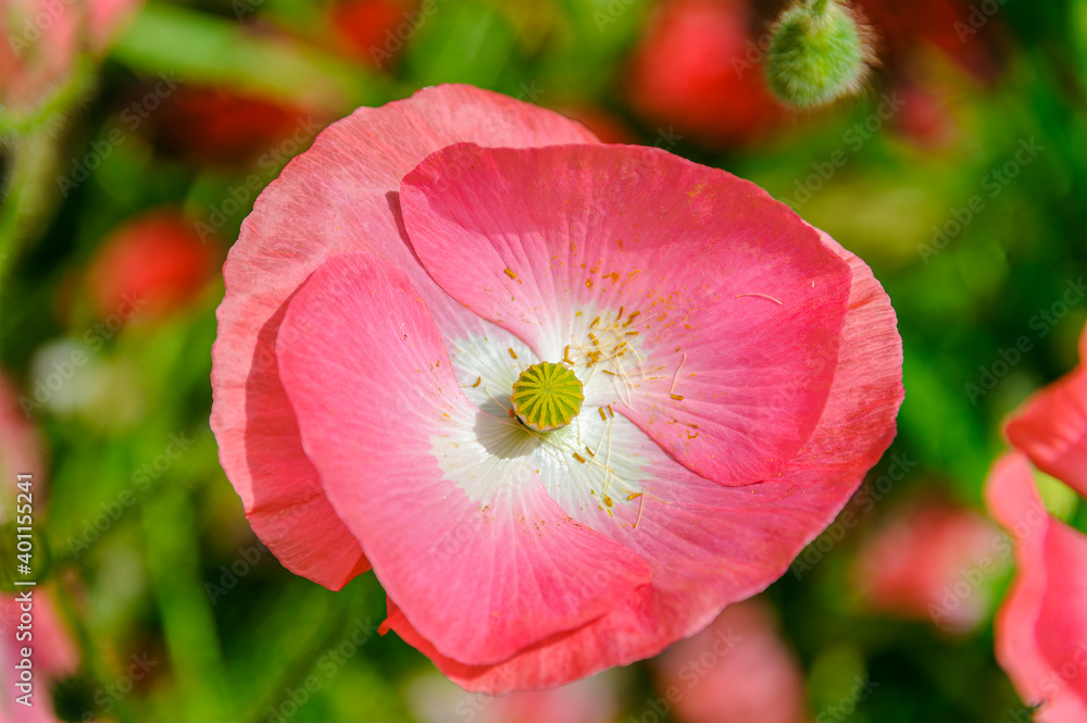 Icelandic paper poppy flower in grassland with shallow depth of field background.