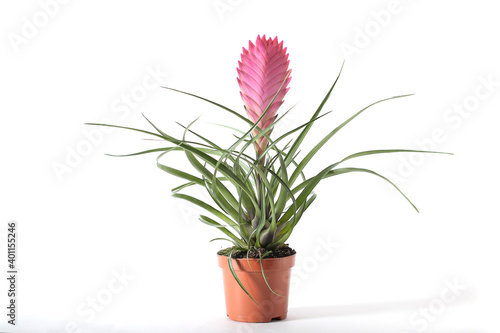 Indoor bromeliad on a white background	
