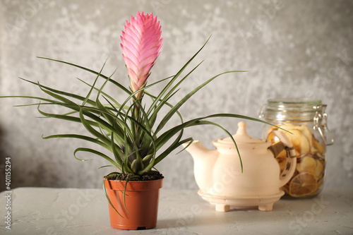 Fotografija Indoor bromeliad on a white background