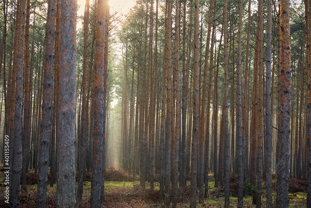 Obraz premium Pine forest covered of green grass and green moss. Mystic atmosphere