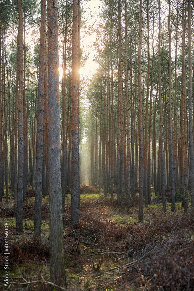 Fototapeta premium Pine forest covered of green grass and green moss. Mystic atmosphere