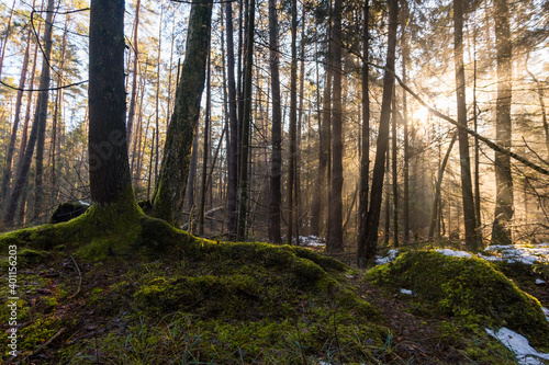 Fototapeta Naklejka Na Ścianę i Meble -  Light mood in the morning mist at sunrise in the forest