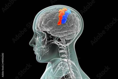 Human brain with highlighted precentral and postcentral gyri