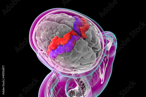 Human brain with highlighted precentral and postcentral gyri