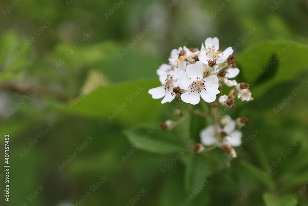 Fototapeta premium Small and tiny white flowers with green leaves and foliage background